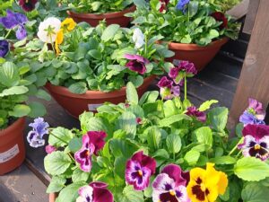 Pre-order Pansy Bowl