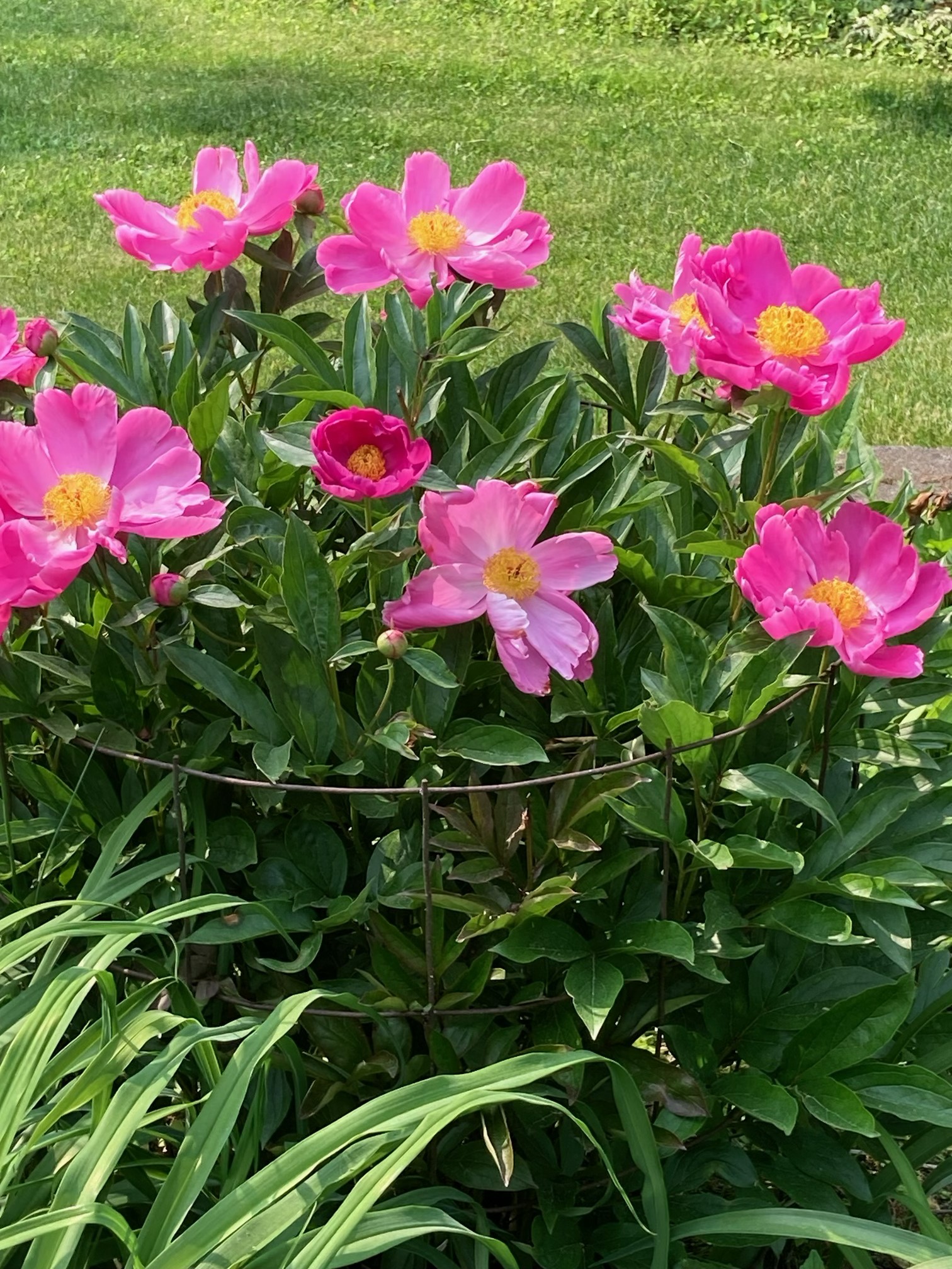 Raffle Prize 01: Some Like It Hot! Pretty Hot Pink Peony - Image 2