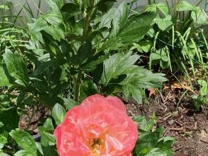 Raffle Prize 02: Beautiful Coral Sunset - Herbaceous Peony Plant