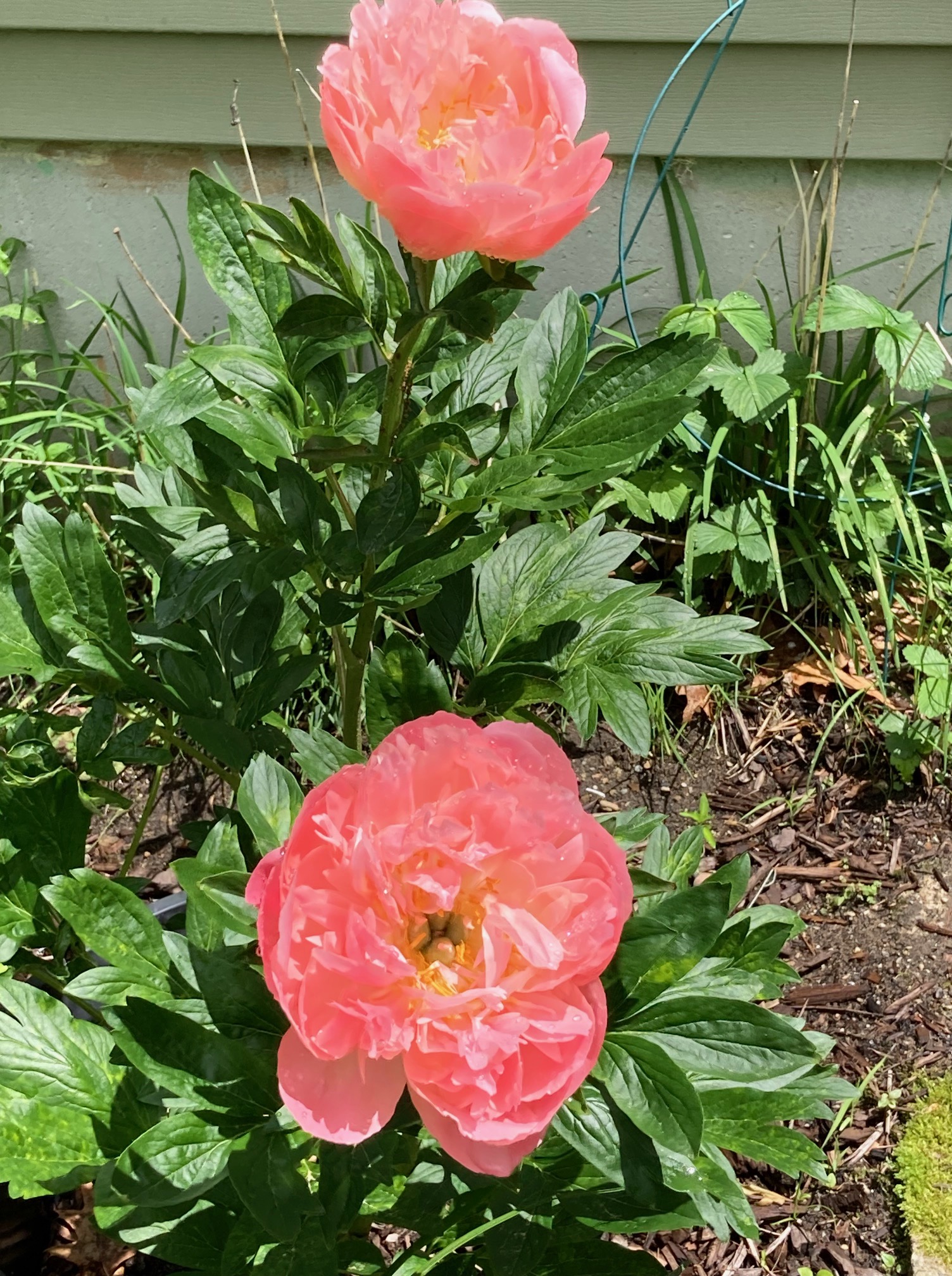 Raffle Prize 02: Beautiful Coral Sunset - Herbaceous Peony Plant