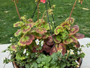 Raffle Prize 19: Hanging Flower Basket - Salmon Pink Geranium