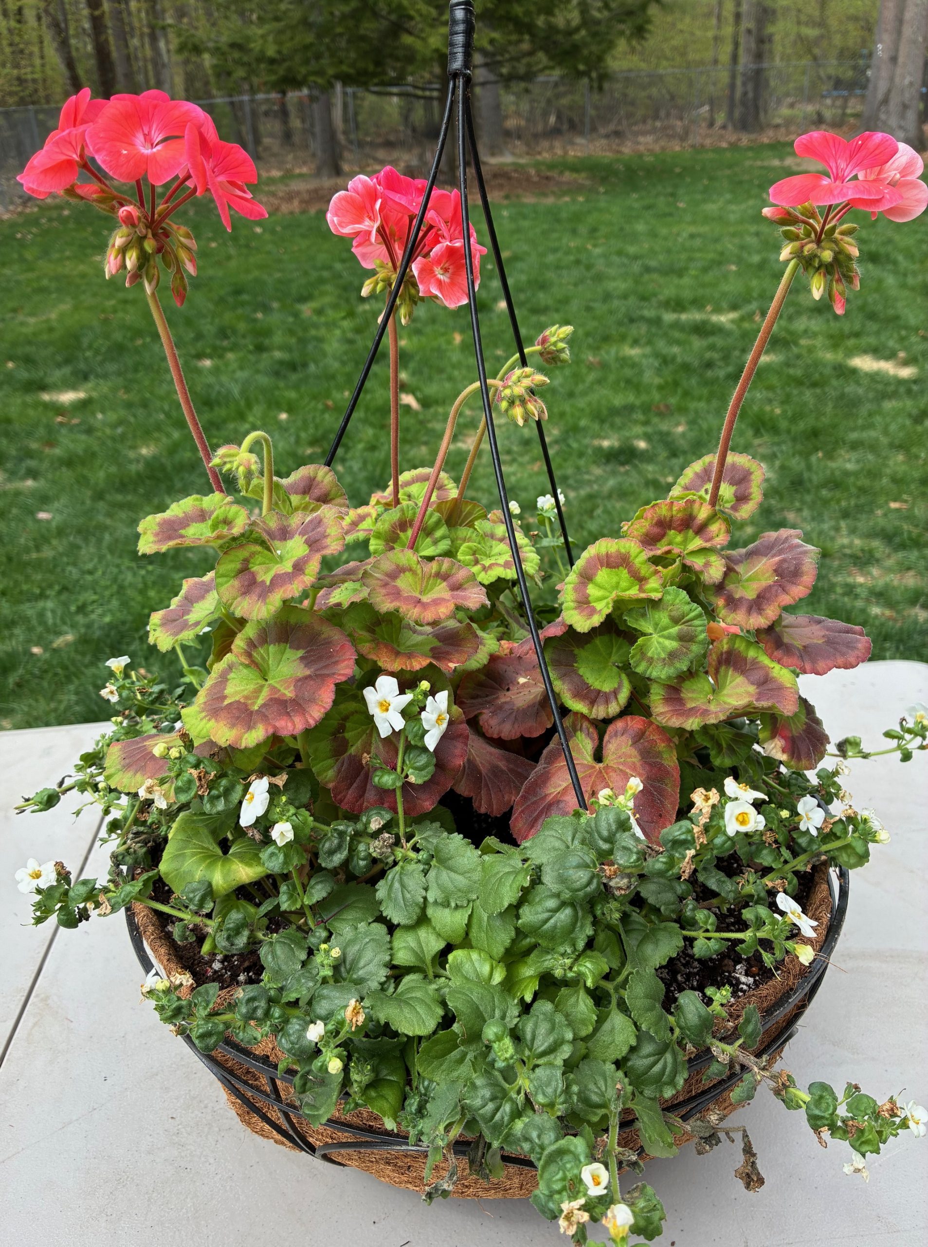Raffle Prize 19: Hanging Flower Basket - Salmon Pink Geranium