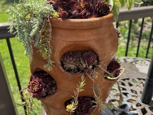Raffle Prize 09: The Potted Poultry: Hens and Chicks Planter