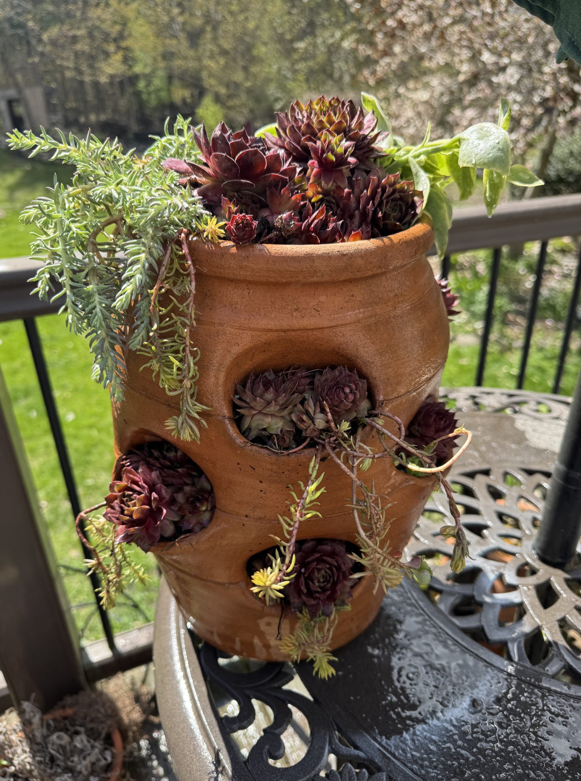 Raffle Prize 09: The Potted Poultry: Hens and Chicks Planter