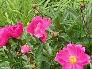 Raffle Prize 01: Some Like It Hot! Pretty Hot Pink Peony