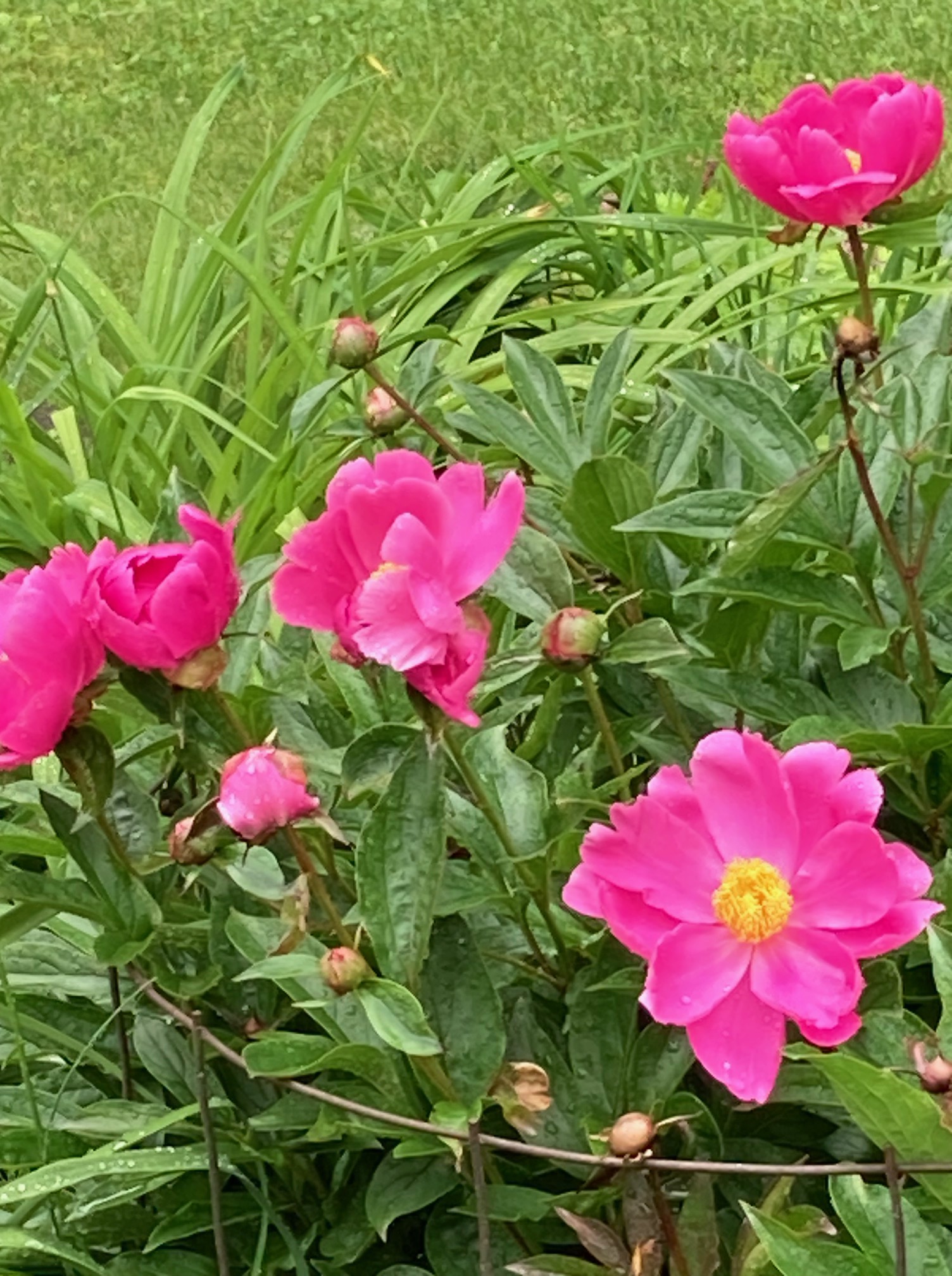Raffle Prize 01: Some Like It Hot! Pretty Hot Pink Peony