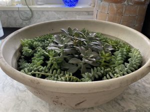 Raffle Prize 18: Succulents are Plant-tastic Friends! - Succulent Bowl