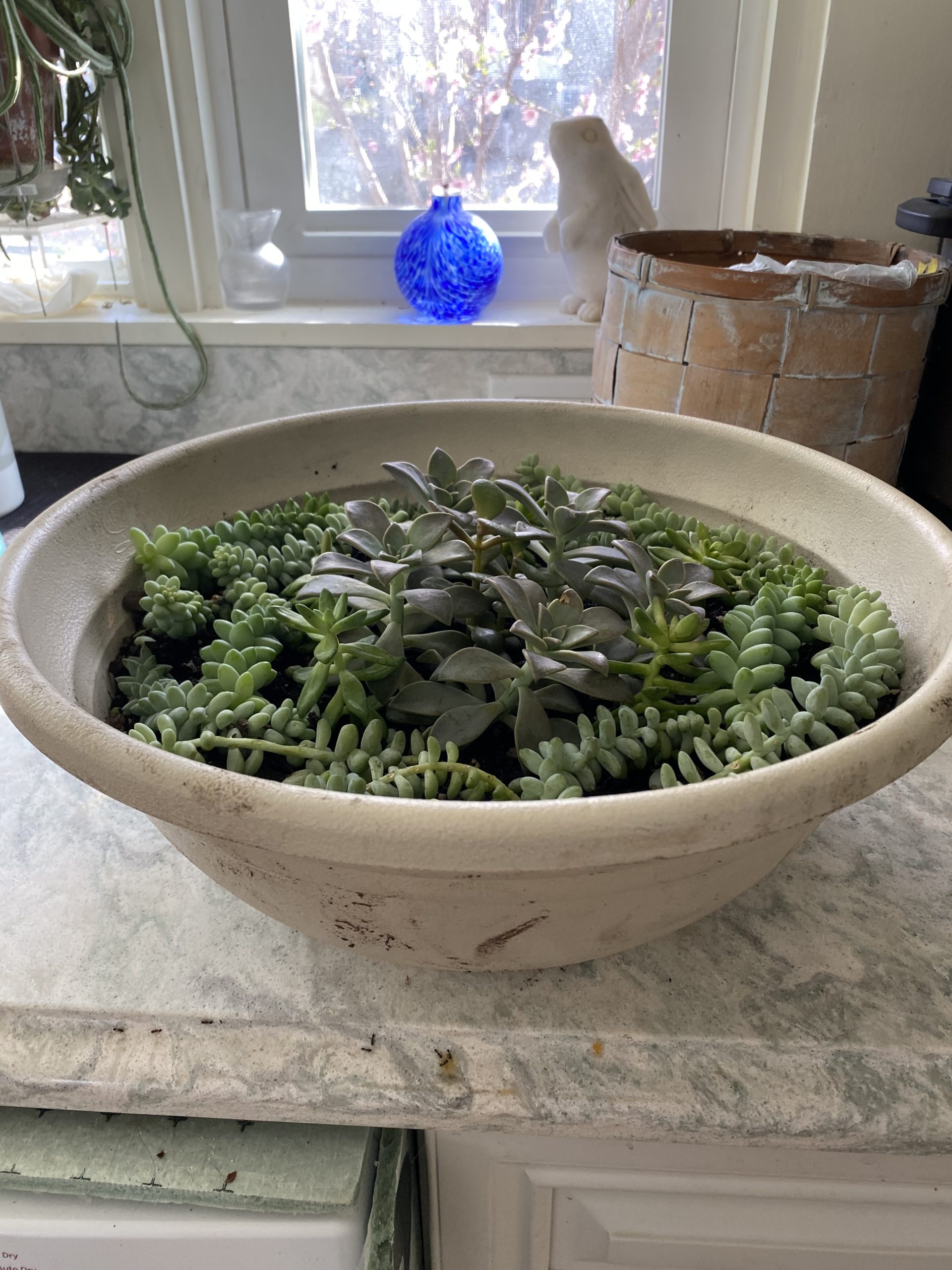 Raffle Prize 18: Succulents are Plant-tastic Friends! - Succulent Bowl