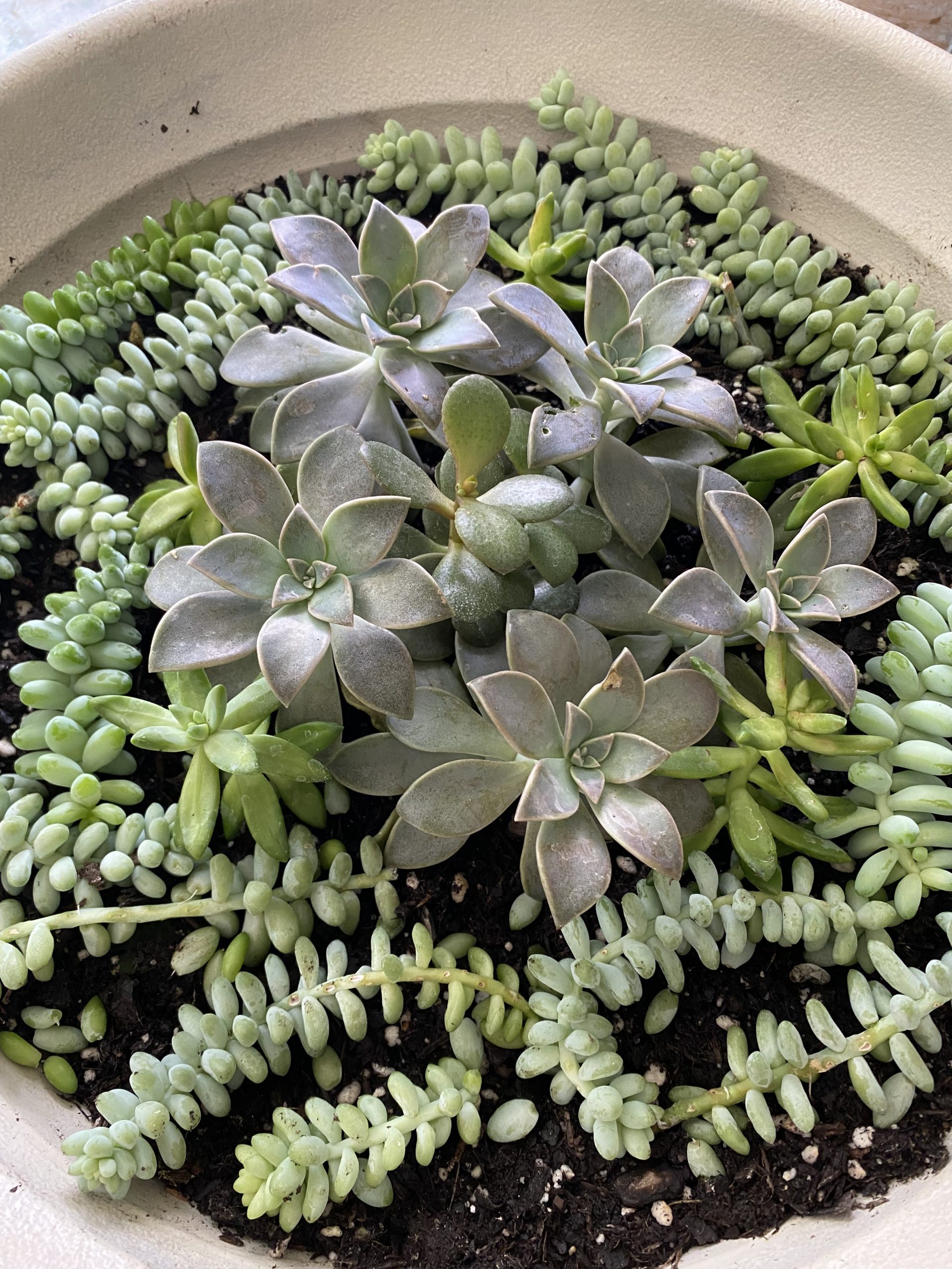 Raffle Prize 18: Succulents are Plant-tastic Friends! - Succulent Bowl - Image 2