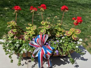 Raffle Prize 13: Geranium Flower Trough - Patriotic Red