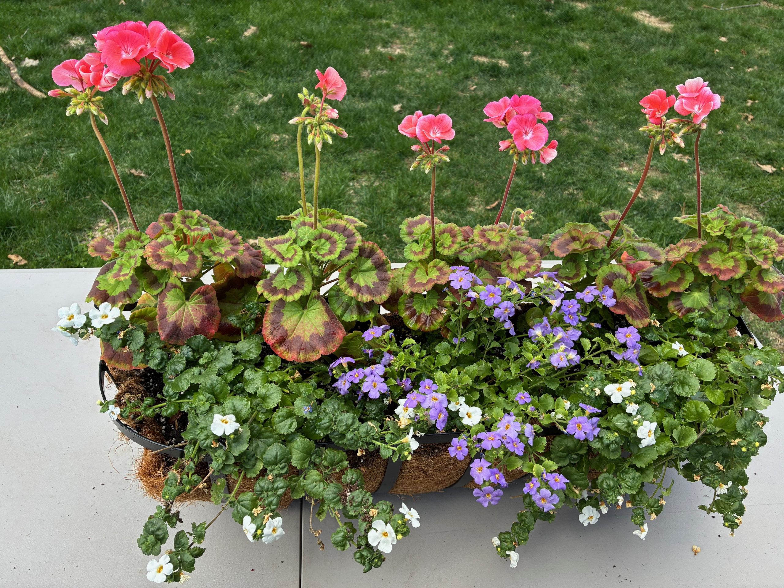 Raffle Prize 14: Geranium Flower Trough - Salmon Pink