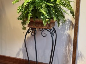 Raffle Prize 10: New Beginnings & Growth - Boston Fern in Plant Stand
