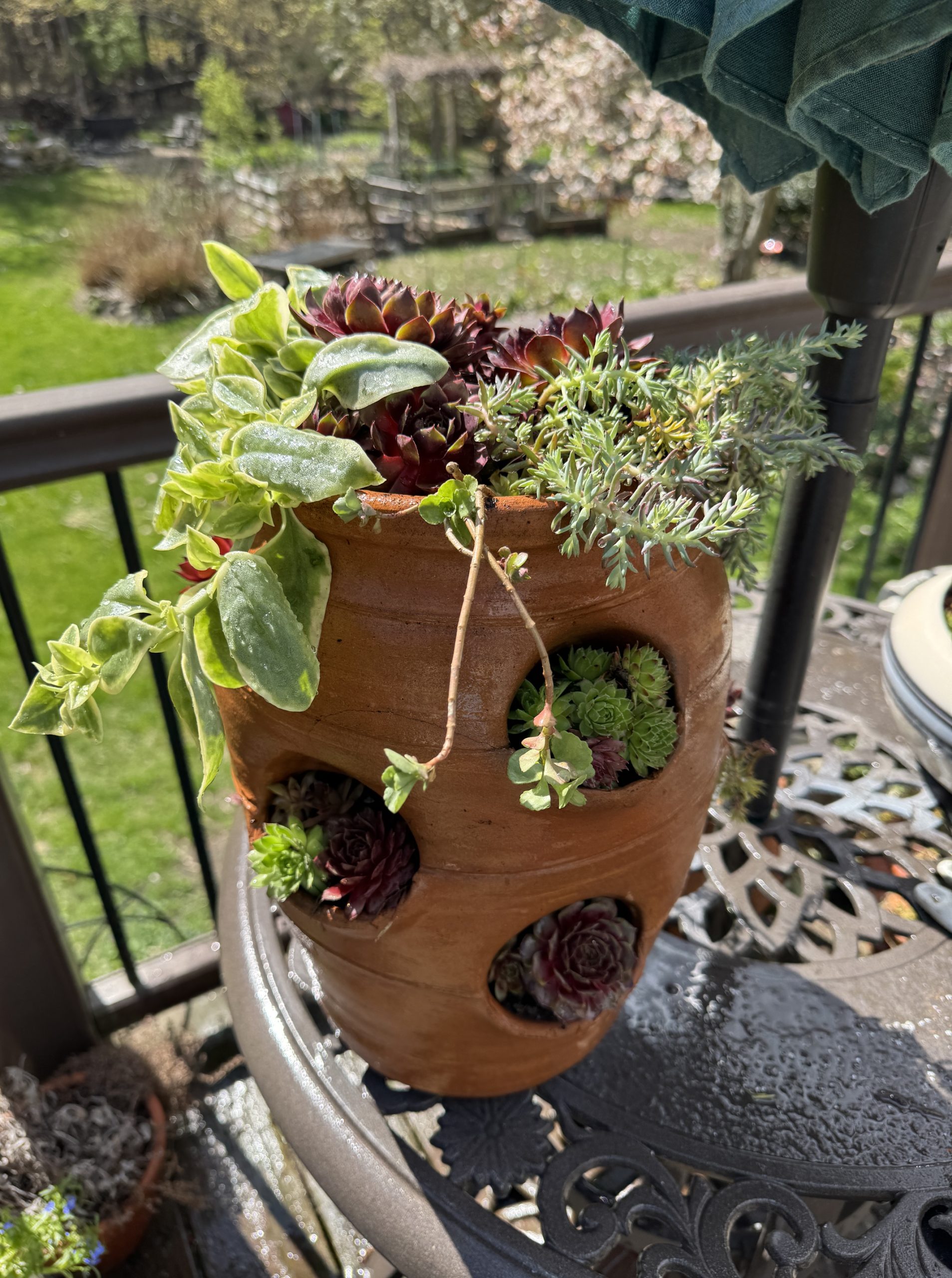 Raffle Prize 09: The Potted Poultry: Hens and Chicks Planter - Image 2
