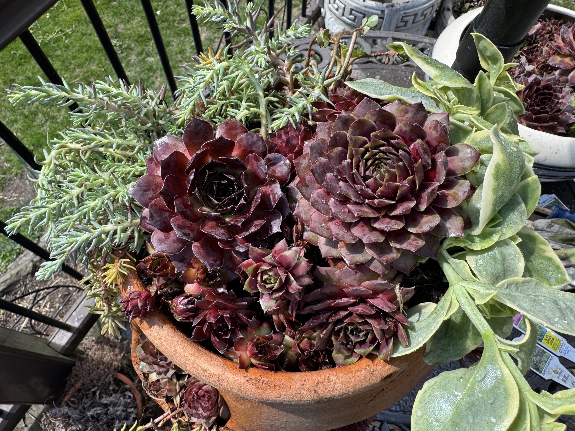 Raffle Prize 09: The Potted Poultry: Hens and Chicks Planter - Image 3