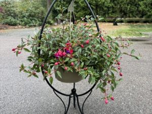 Raffle Prize 24: Decorative Plant Stand and Hanging Flower Basket