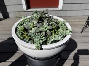 Raffle Prize 18: Succulents are Plant-tastic Friends! - Succulent Bowl