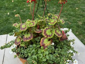 Raffle Prize 20: Hanging Flower Basket - Red Geranium
