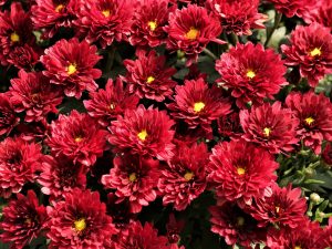 Red Pre-order Mum 10" Hanging Basket