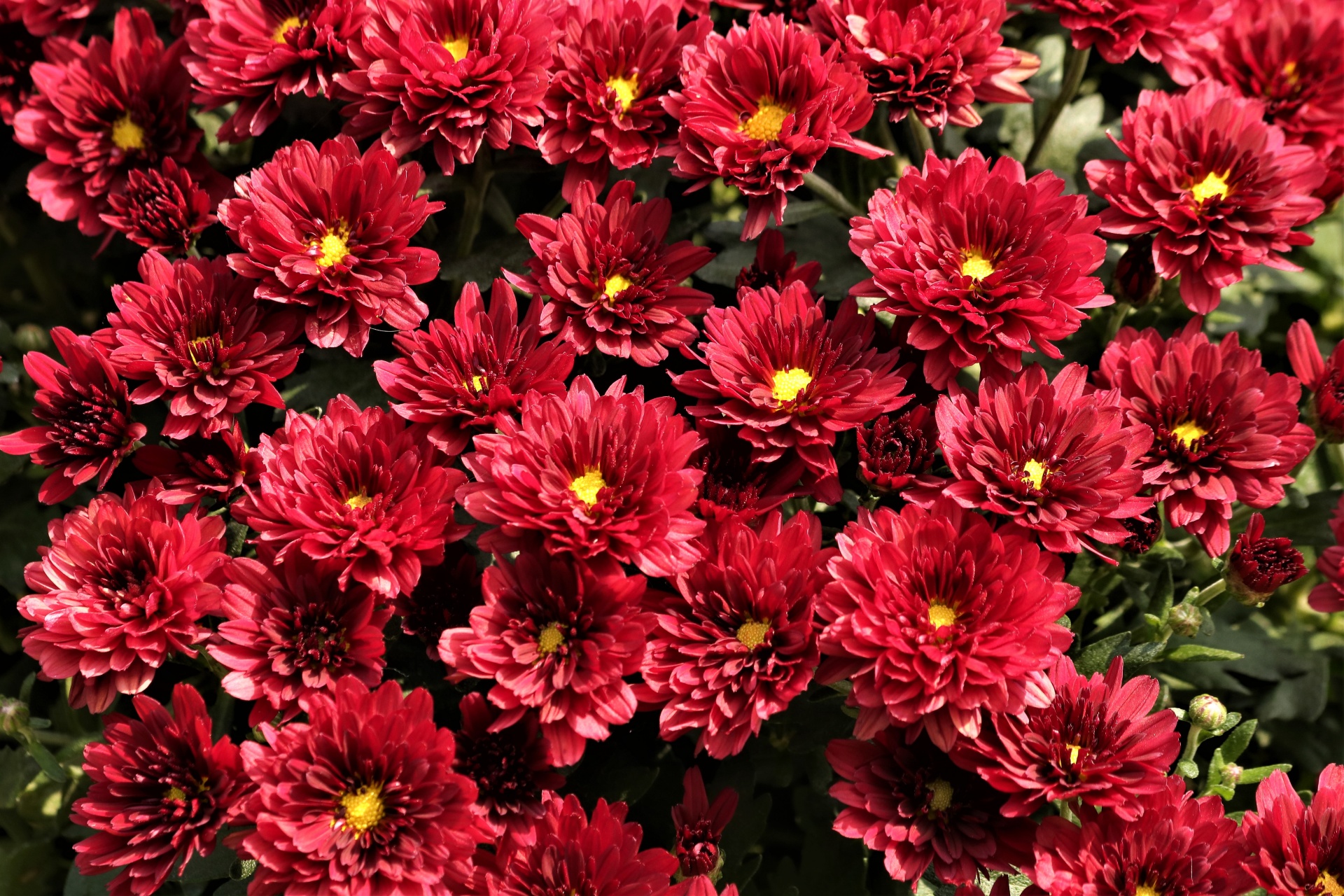 Red Pre-order Mum 6" Pot