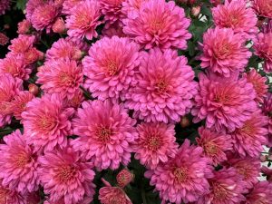 Pink/Purple Pre-order Mum 10" Hanging Basket