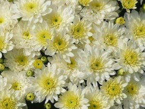 White Pre-order Mum 10" Hanging Basket
