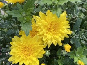 Yellow Pre-order Mum 10" Hanging Basket