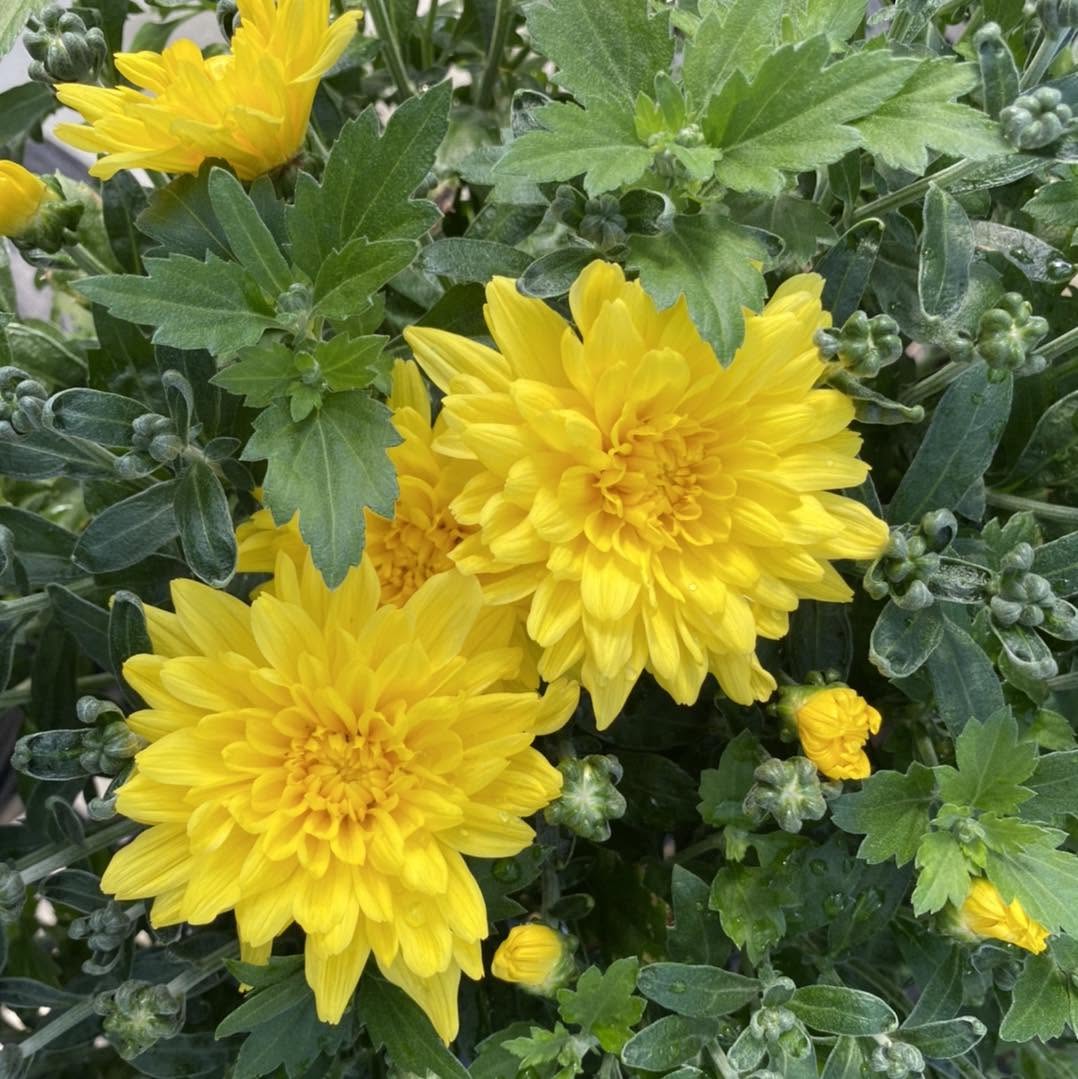 Yellow Pre-order Mum 6" Pot